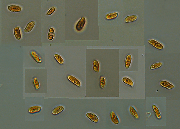 Crosta bianca da det. (Byssomerulius corium)